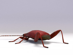 leaf beetle 3D Model
