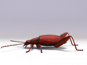 leaf beetle 3D Model
