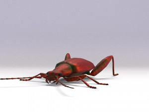 leaf beetle 3D Model