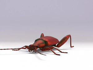 leaf beetle 3D Model