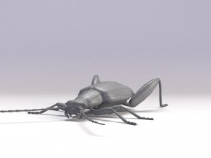leaf beetle 3D Model