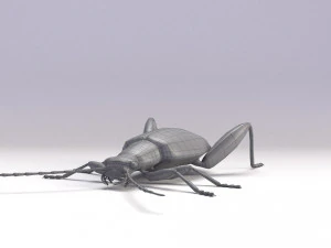 leaf beetle 3D Model