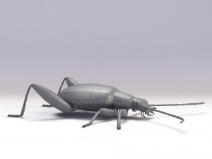 leaf beetle 3D Model