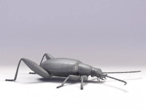 leaf beetle 3D Model
