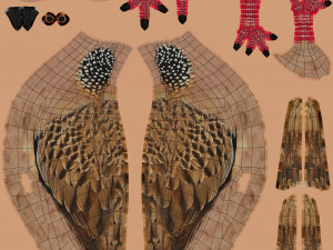 spotted dove model Model 3D