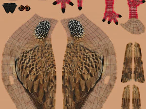 spotted dove model 3D Model