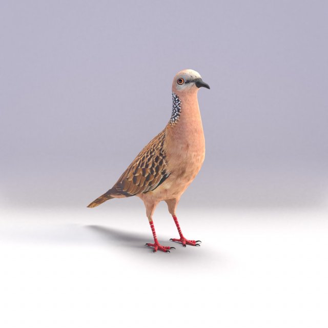 spotted dove model Model 3D .c4d .max .obj .3ds .fbx .stl .blend 