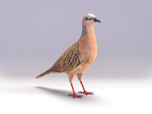 spotted dove model Model 3D