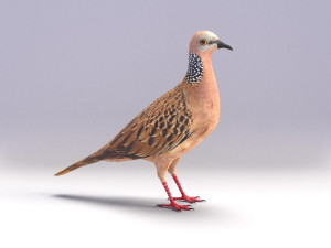 spotted dove model Model 3D