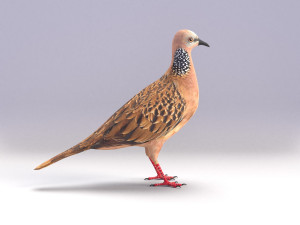 spotted dove model Model 3D
