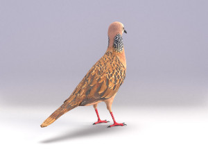 spotted dove model Model 3D