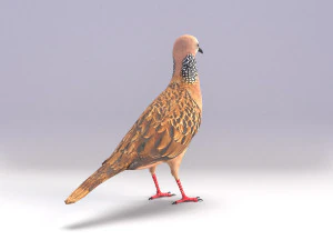 spotted dove model 3D Model