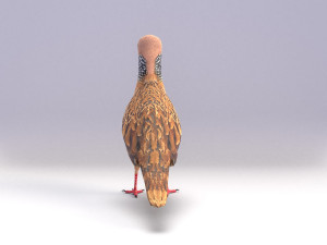spotted dove model Model 3D
