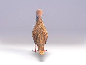 spotted dove model 3D Model