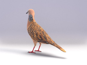 spotted dove model Model 3D