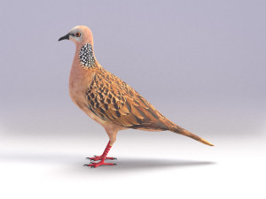 spotted dove model Model 3D