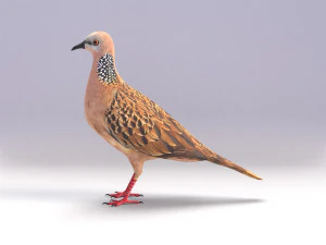 spotted dove model 3D Model