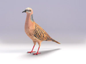 spotted dove model 3D Model