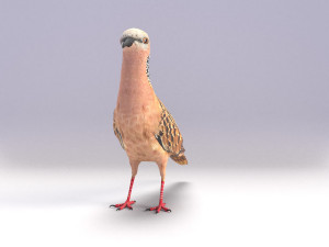 spotted dove model Model 3D
