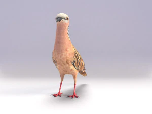 spotted dove model 3D Model