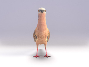 spotted dove model Model 3D