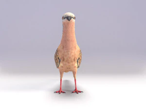 spotted dove model 3D Model