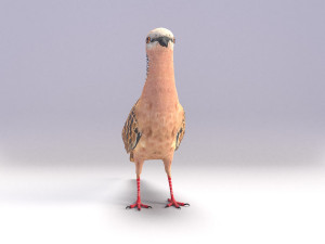 spotted dove model Model 3D