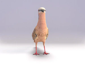 spotted dove model 3D Model