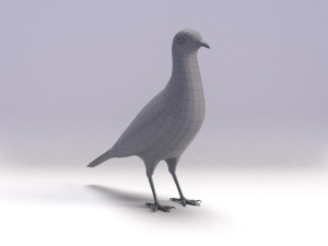 spotted dove model Model 3D
