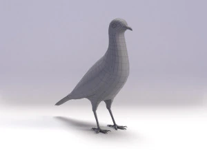 spotted dove model 3D Model