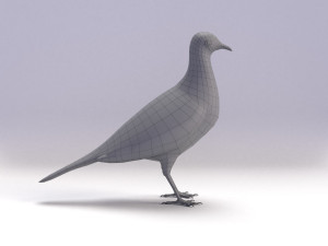 spotted dove model Model 3D