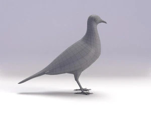spotted dove model 3D Model