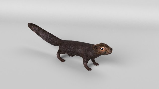 squirrel model 3D 모델 .c4d .max .obj .3ds .fbx .stl .blend 