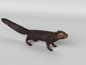 squirrel model 3D 모델