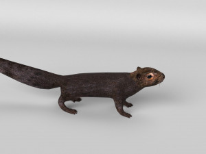 squirrel model 3D 모델