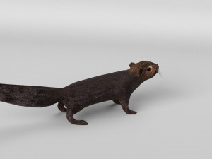 squirrel model 3D 모델