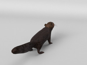 squirrel model 3D 모델