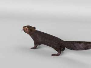 squirrel model 3D 모델