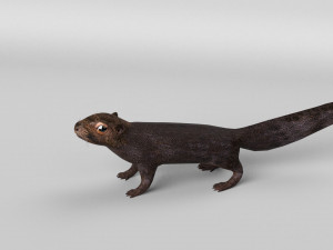 squirrel model 3D 모델