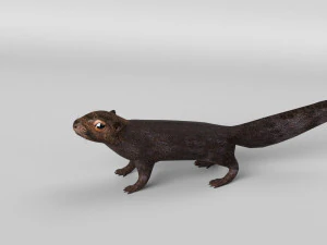 squirrel model 3D Model