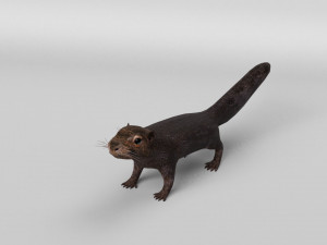 squirrel model 3D 모델
