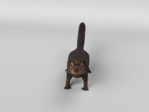 squirrel model 3D 모델