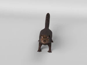 squirrel model 3D Model