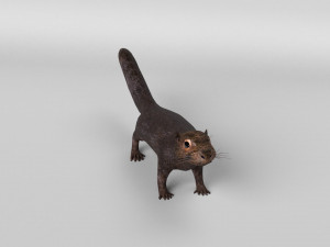 squirrel model 3D 모델