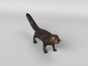 squirrel model 3D 모델