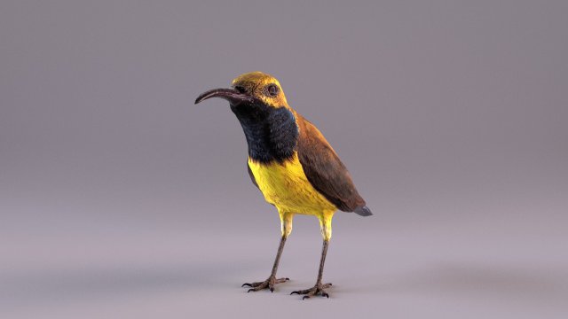 olive-backed sunbird 3D Model .c4d .max .obj .3ds .fbx .stl .blend 