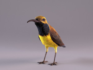 olive-backed sunbird 3D Model