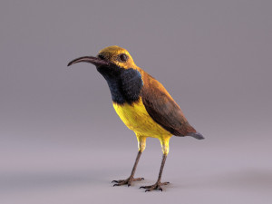 olive-backed sunbird 3D Model