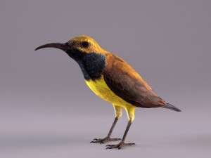 olive-backed sunbird 3D Model