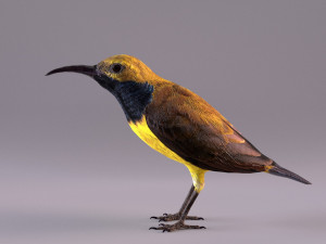 olive-backed sunbird 3D Model